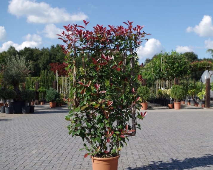 Glansmispel - Photinia fraseri Red Robin leischerm